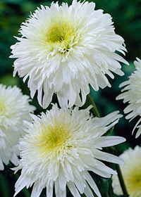 Leucanthemum x superbum 'Fiona Coghill'